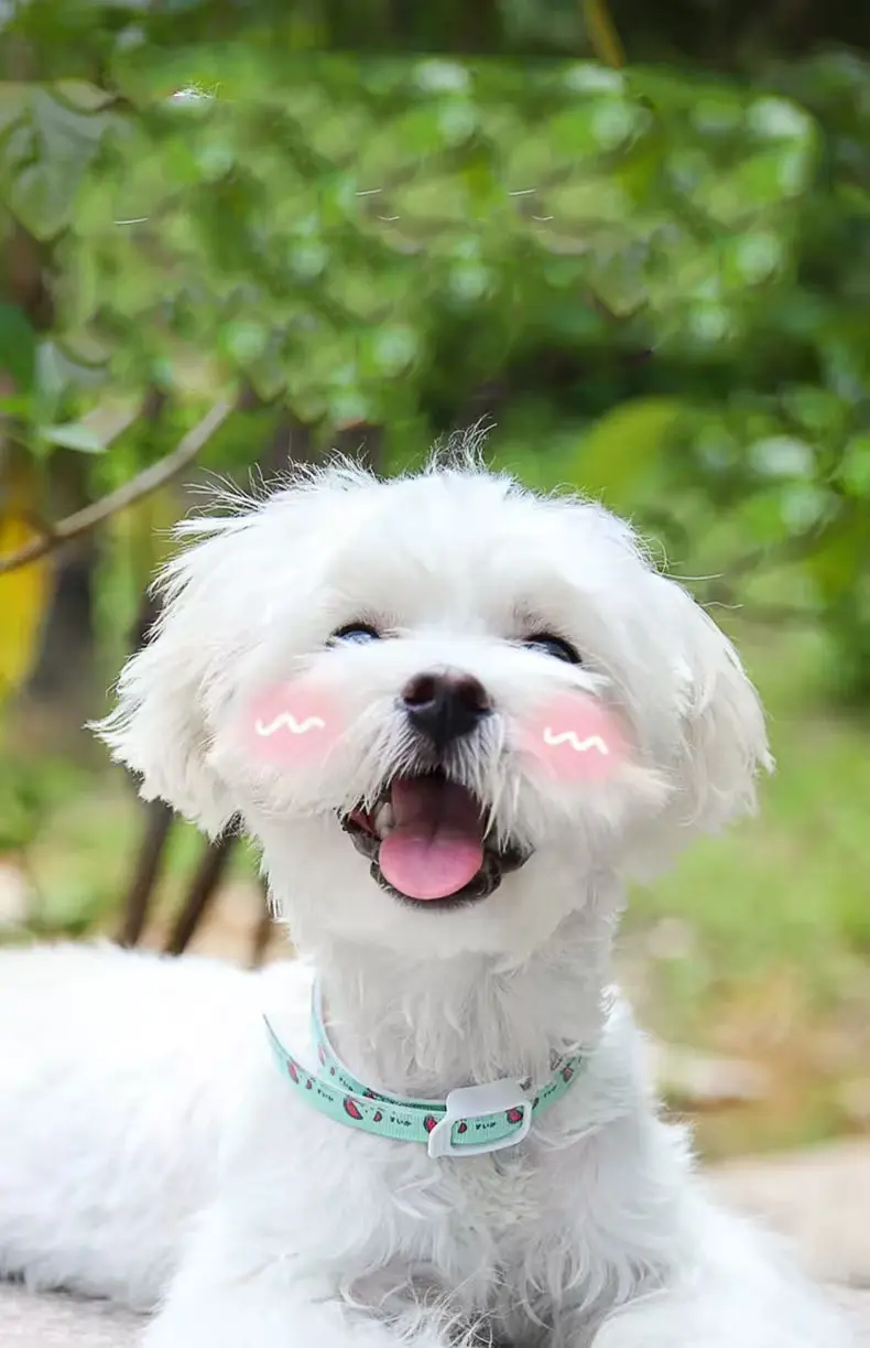 Vòng cổ đuổi chó mèo.jpg Vòng cổ đuổi chó mèo.jpg