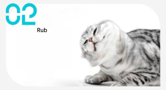 Solution de nettoyage des oreilles des animaux de compagnie Solution de nettoyage des oreilles des animaux de compagnie