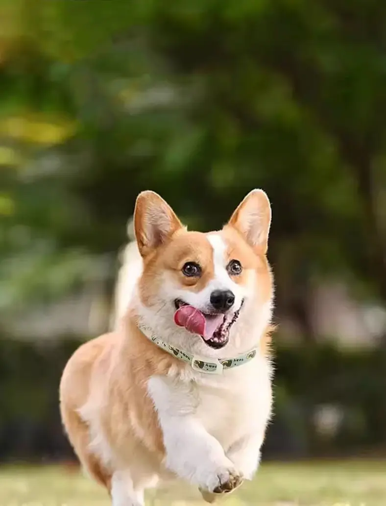 Vòng cổ đuổi chó mèo.jpg Vòng cổ đuổi chó mèo.jpg