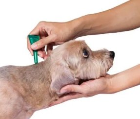 Trường hợp sử dụng thuốc nhỏ fipronil hỗn hợp cho chó