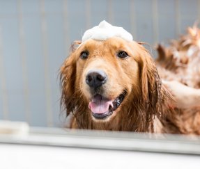 Dầu gội kháng khuẩn cho thú cưng