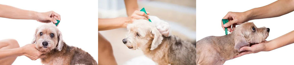 Điều trị tẩy giun Điều trị tẩy giun