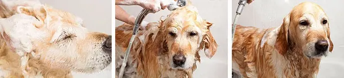 Pet Antibacterial Shampoo.jpg Pet Antibacterial Shampoo.jpg