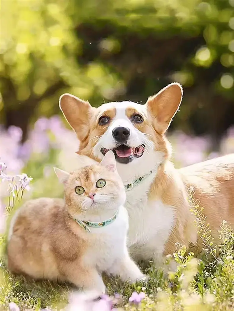 Vòng cổ đuổi chó mèo.jpg Vòng cổ đuổi chó mèo.jpg