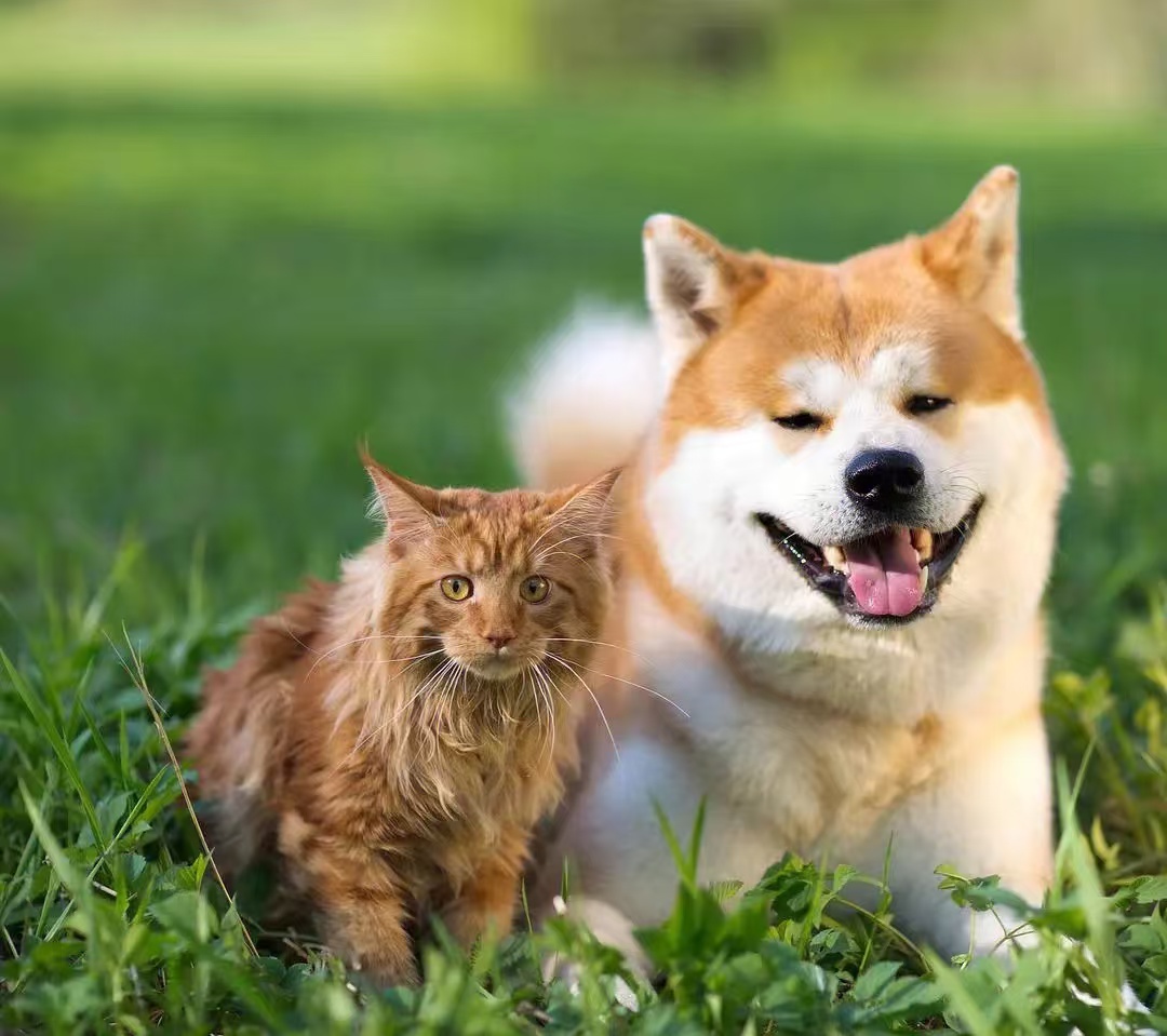 Fluralaner Chewable Tablets.jpg Fluralaner Chewable Tablets.jpg