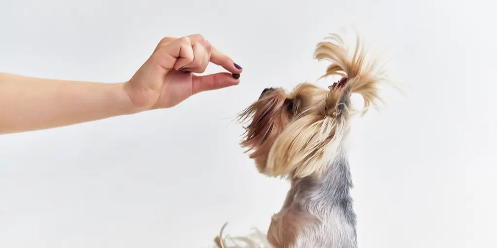 أقراص فلورالانير القابلة للمضغ أقراص فلورالانير القابلة للمضغ