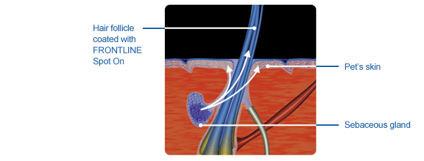 كيف يعمل فيبرونيل كيف يعمل فيبرونيل