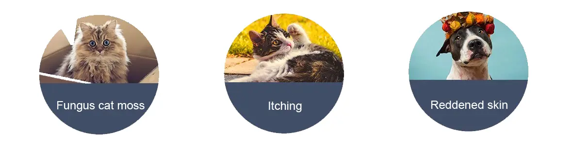 pet skin problems pet skin problems