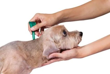 A case for the use of  compound fipronil drops for dogs