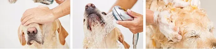 Pet Antibacterial Shampoo.jpg Pet Antibacterial Shampoo.jpg