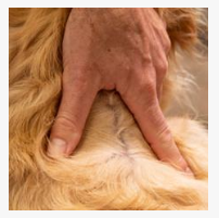 1.34 مل للكلاب فيبرونيل سبوت أون 1.34 مل للكلاب فيبرونيل سبوت أون